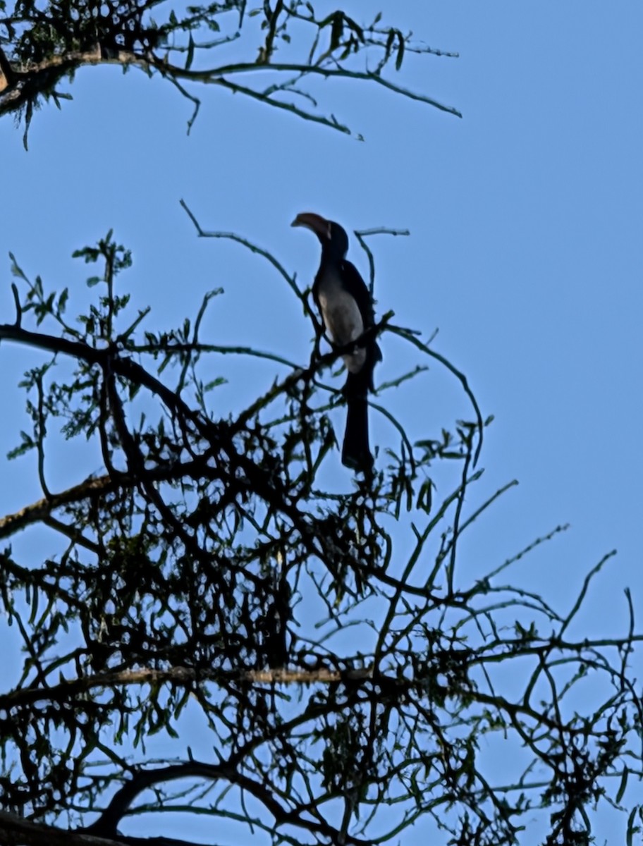 Crowned Hornbill - ML644308310