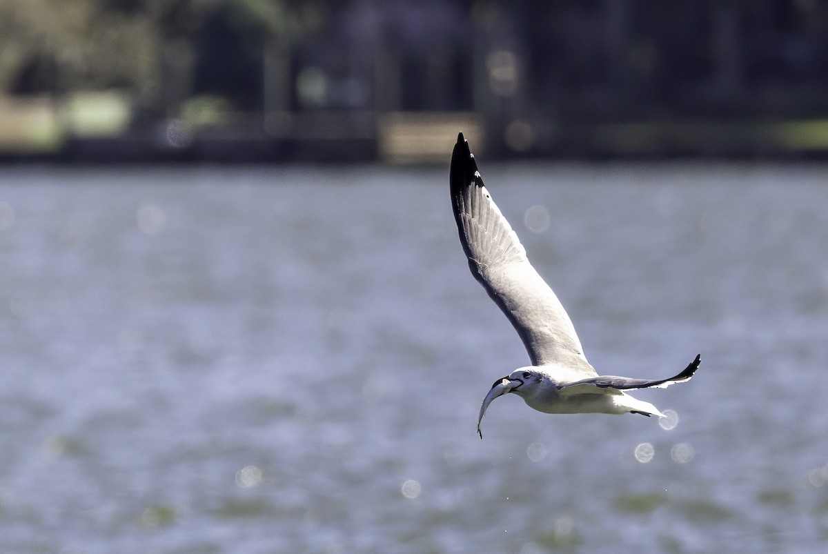Laughing Gull - ML644308319