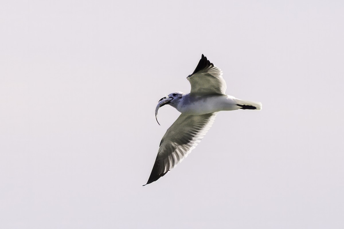 Laughing Gull - ML644308321