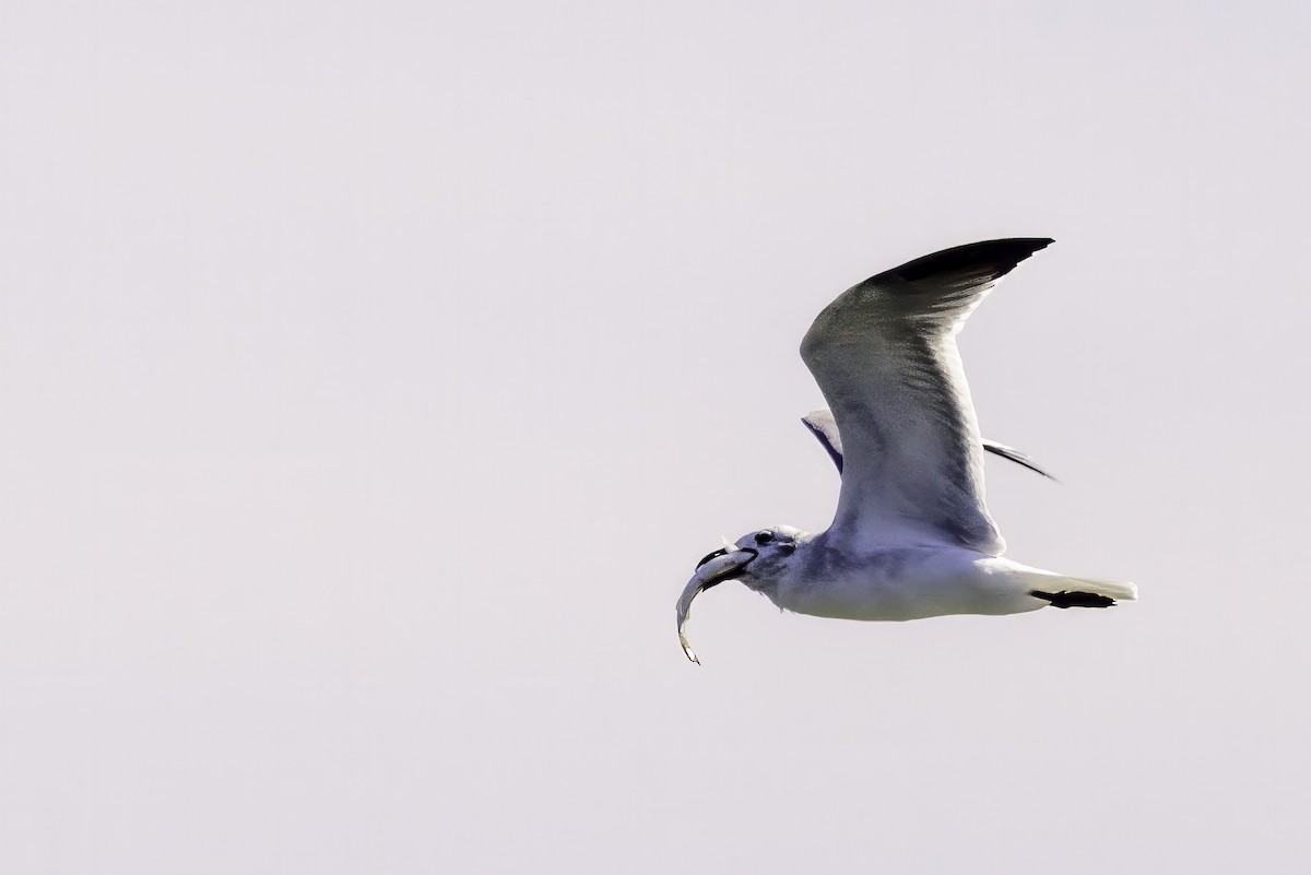 Laughing Gull - ML644308322