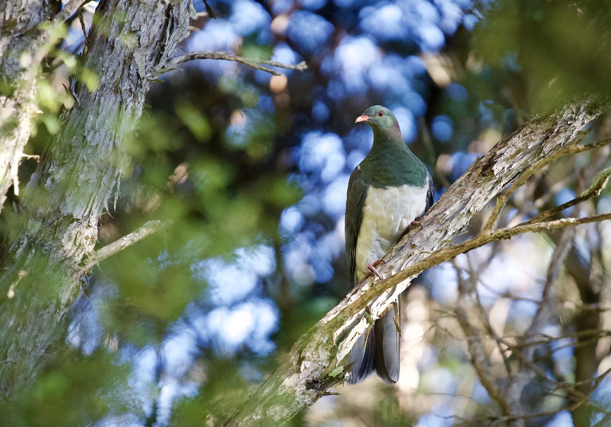 New Zealand Pigeon - ML644308354