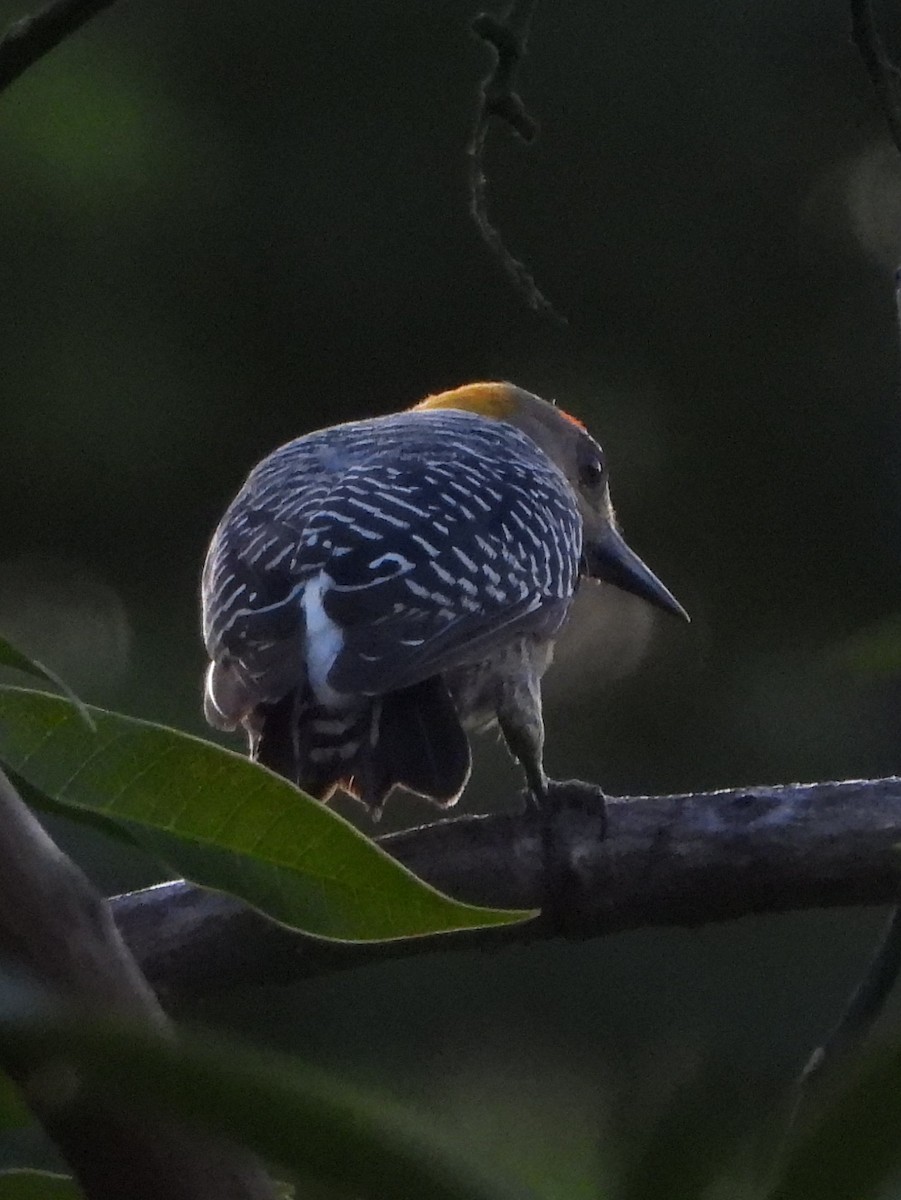 Гіла нікарагуанська - ML644308388