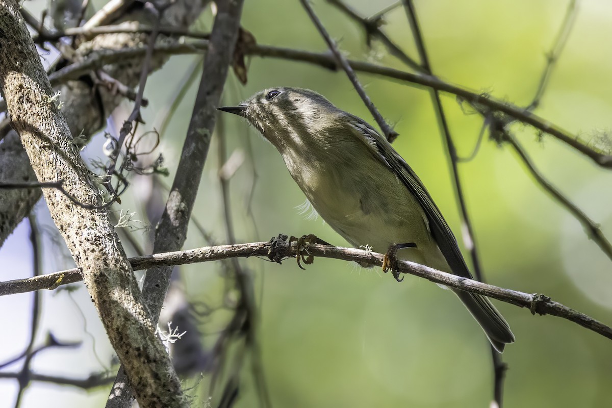 Ruby-crowned Kinglet - ML644308400