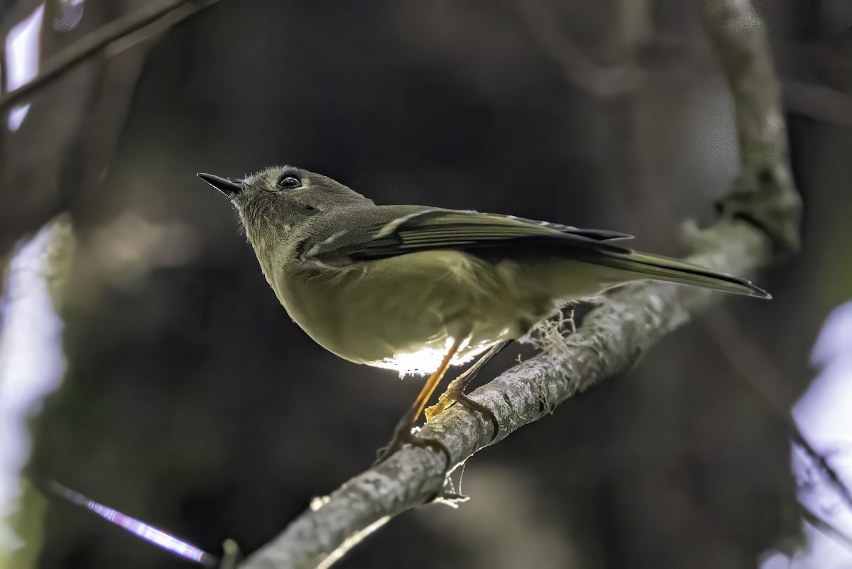 Ruby-crowned Kinglet - ML644308401