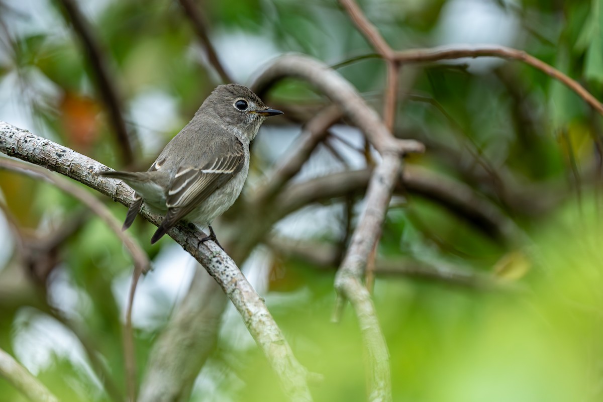 寬嘴鶲 - ML644308432