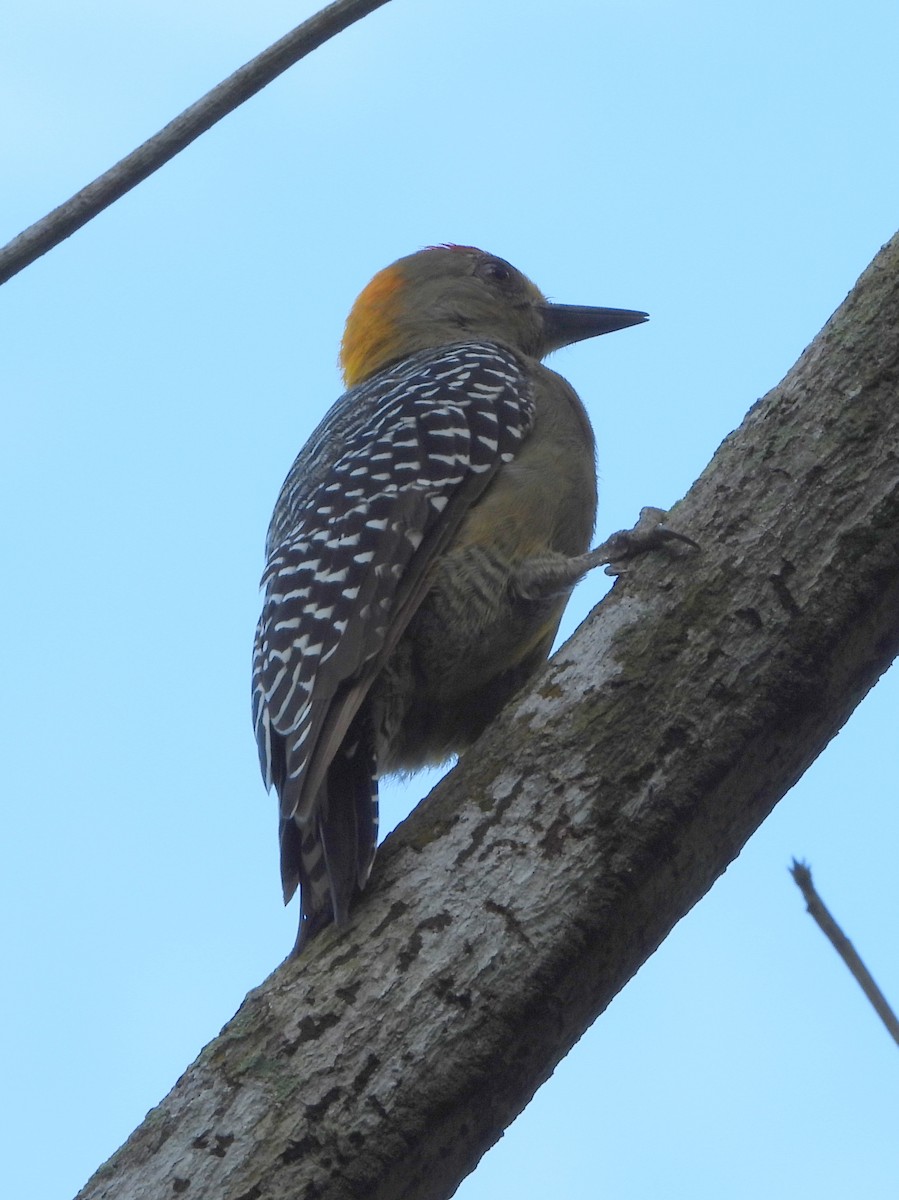 Гіла нікарагуанська - ML644308437