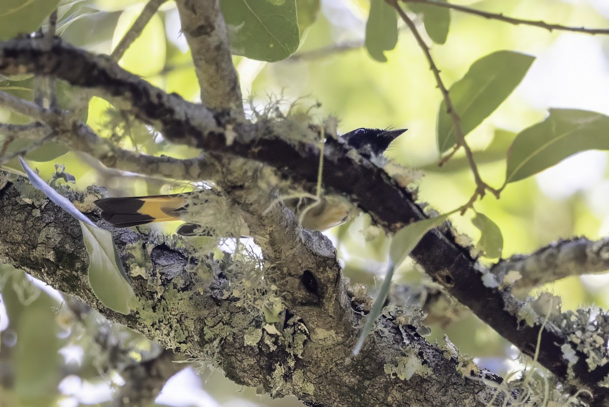 American Redstart - ML644308451