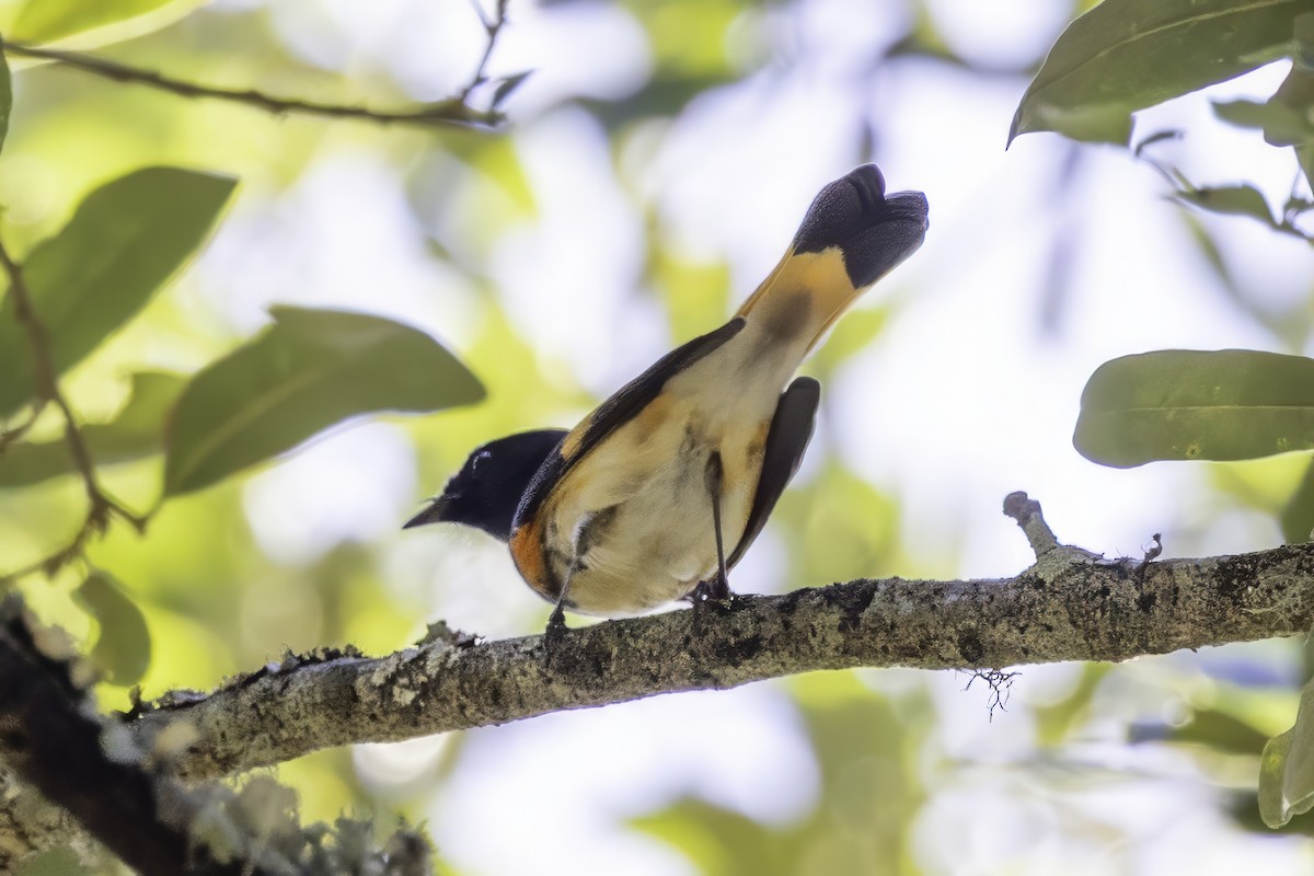 American Redstart - ML644308454