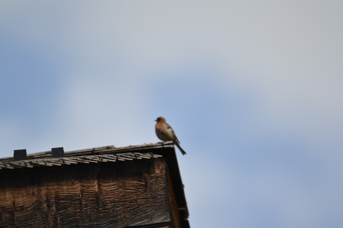 Зяблик звичайний - ML644308455