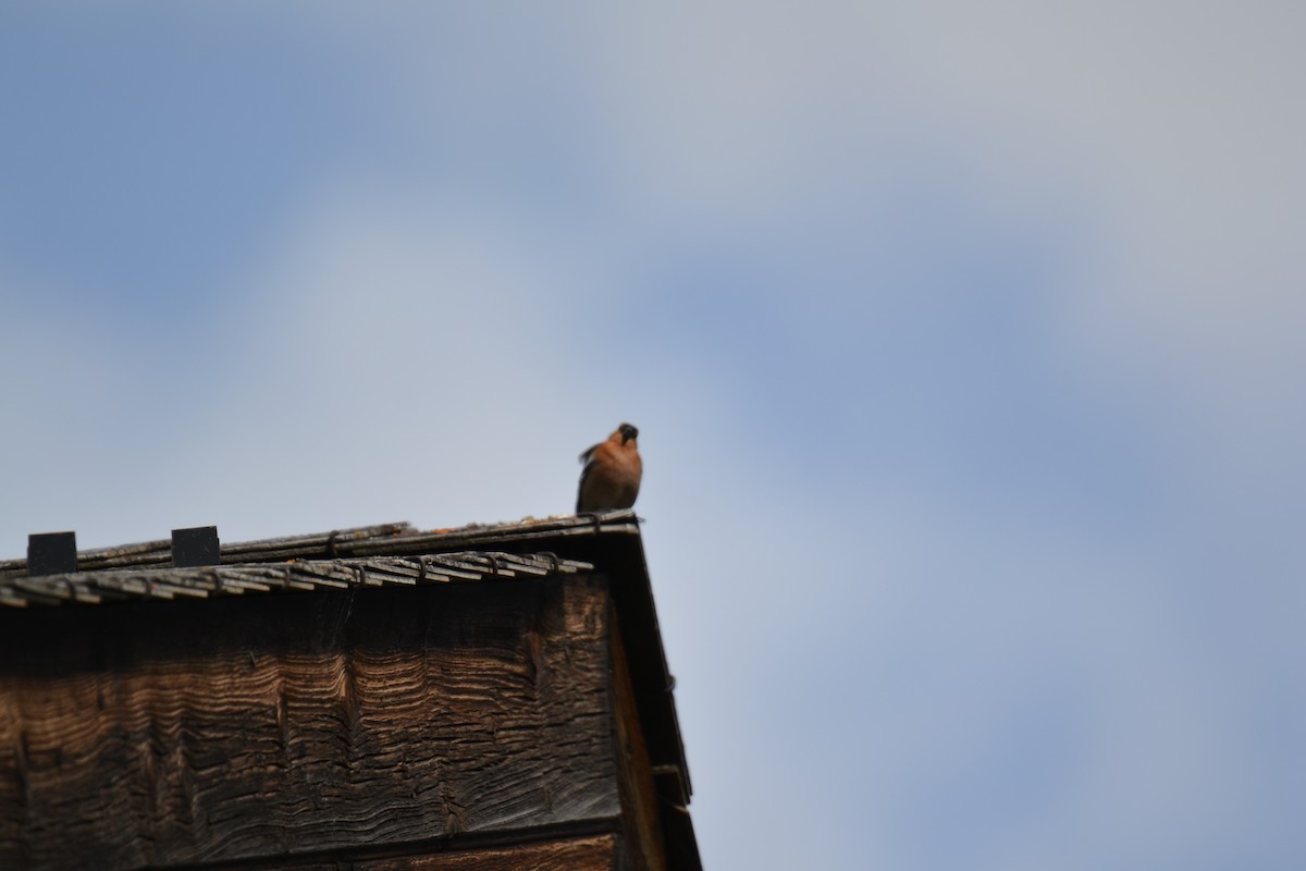 Зяблик звичайний - ML644308456