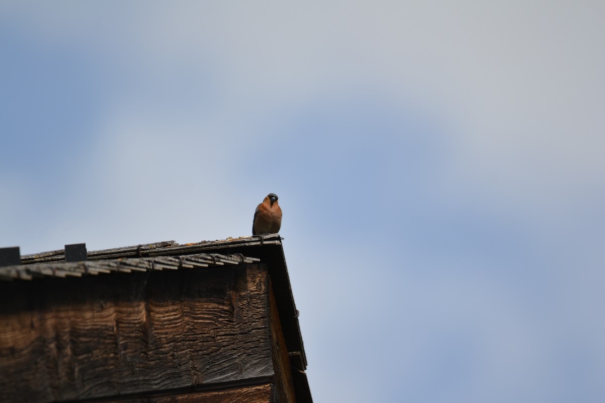 Зяблик звичайний - ML644308457