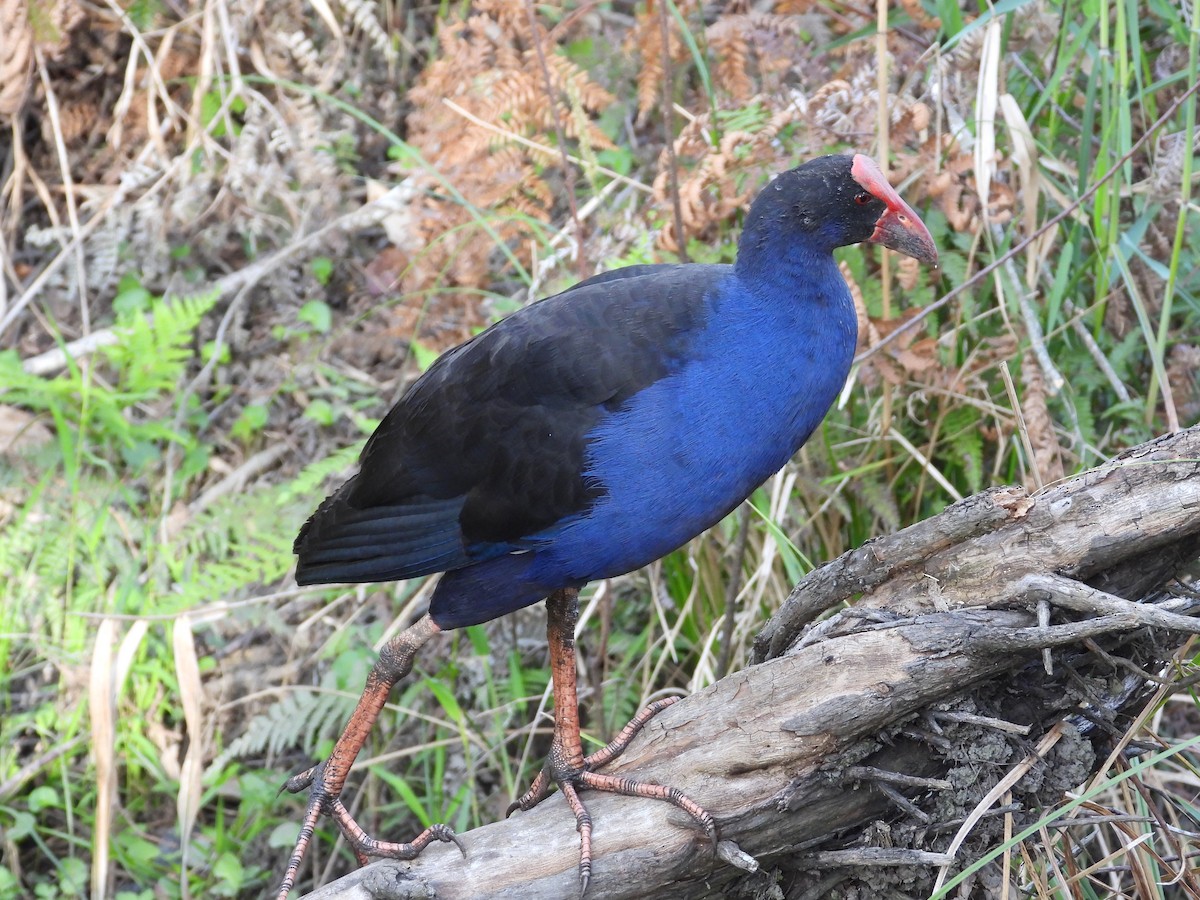 Avustralya Sazhorozu - ML644308504