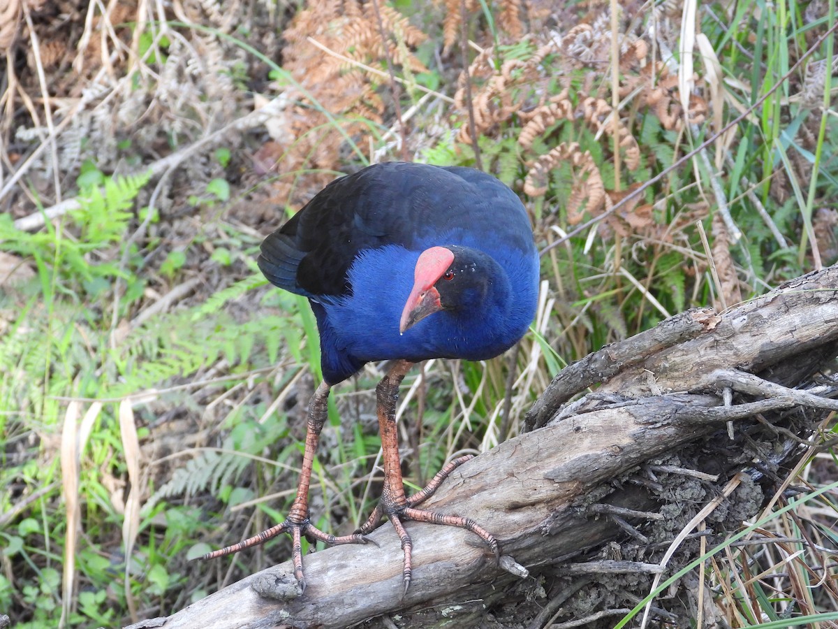 Avustralya Sazhorozu - ML644308505