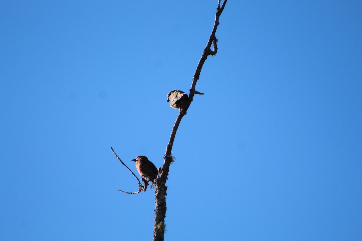 Red Crossbill (Northeastern or type 12) - ML644308507