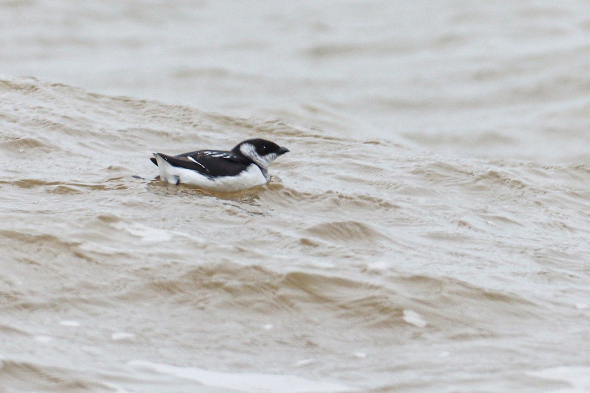 Люрик - ML644308529