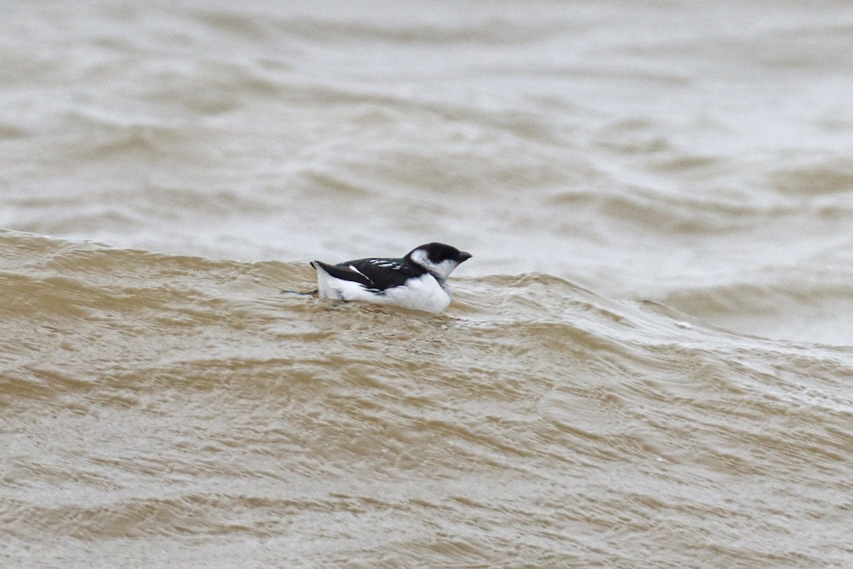 Люрик - ML644308530