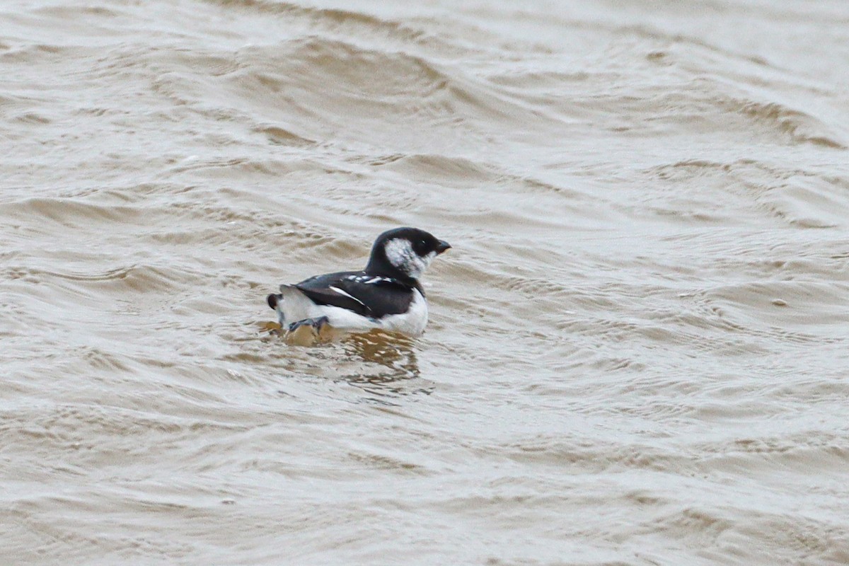 Люрик - ML644308531