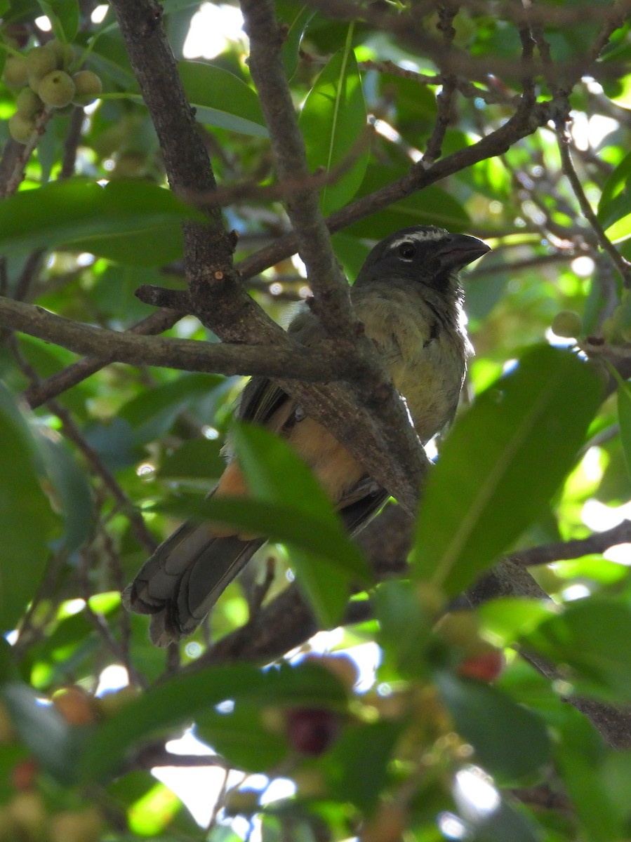 Зернолуск бурогузий - ML644308548