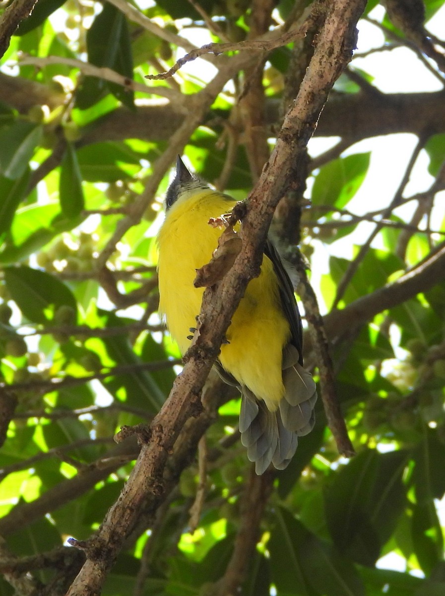 Bienteveo Sociable - ML644308552