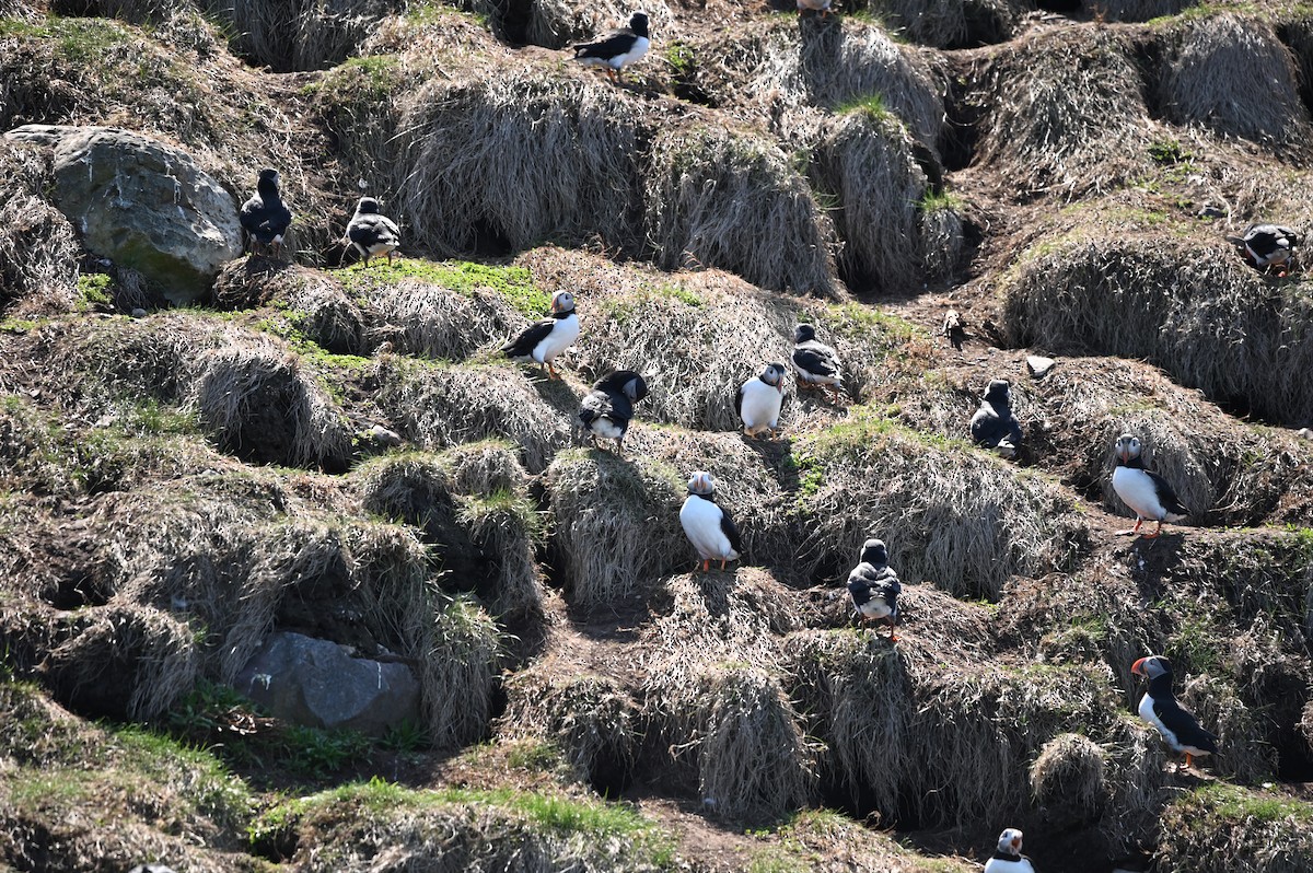 Atlantic Puffin - ML644308557