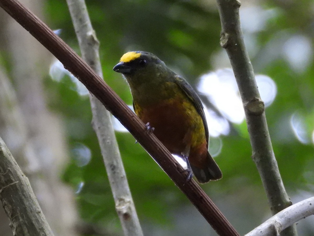 Olive-backed Euphonia - ML644308560