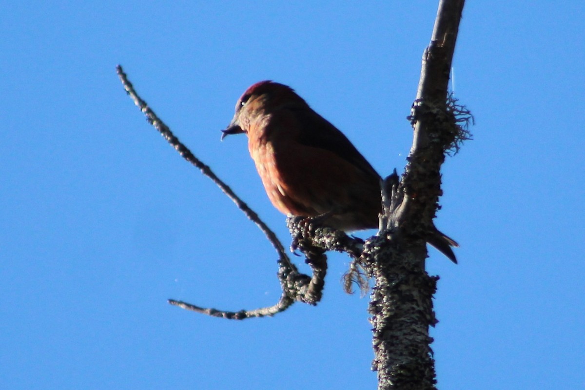 Red Crossbill (Northeastern or type 12) - ML644308568