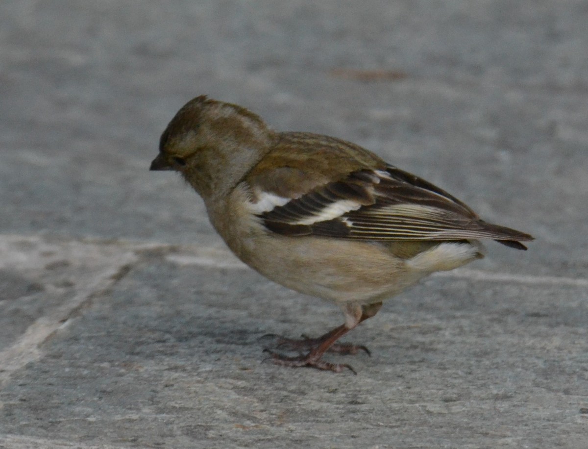 Зяблик звичайний - ML644308576