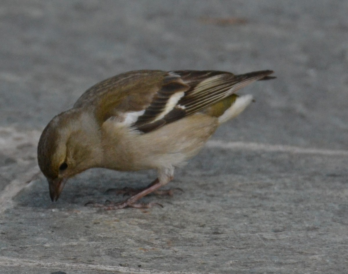 Зяблик звичайний - ML644308577