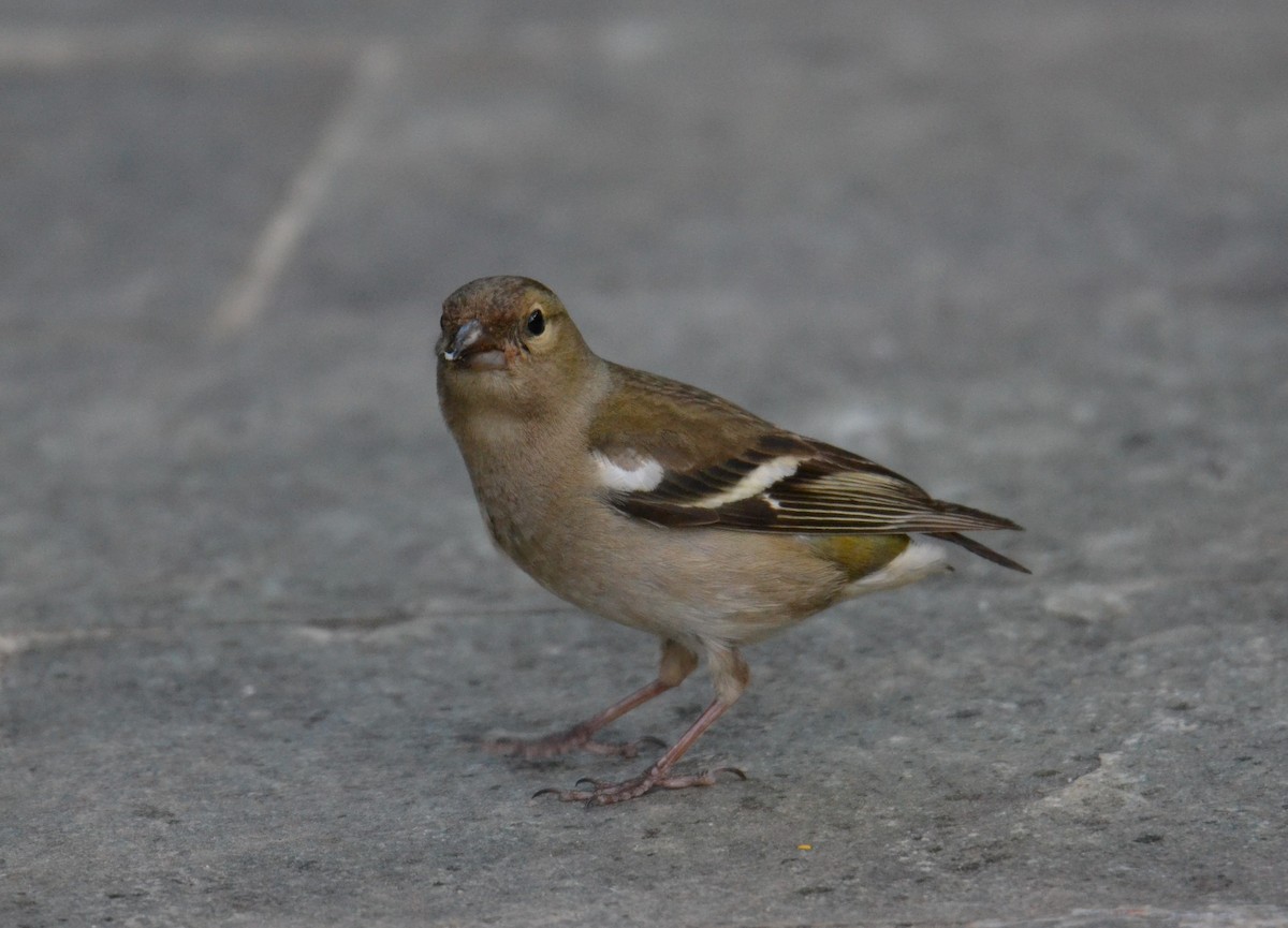 Зяблик звичайний - ML644308578