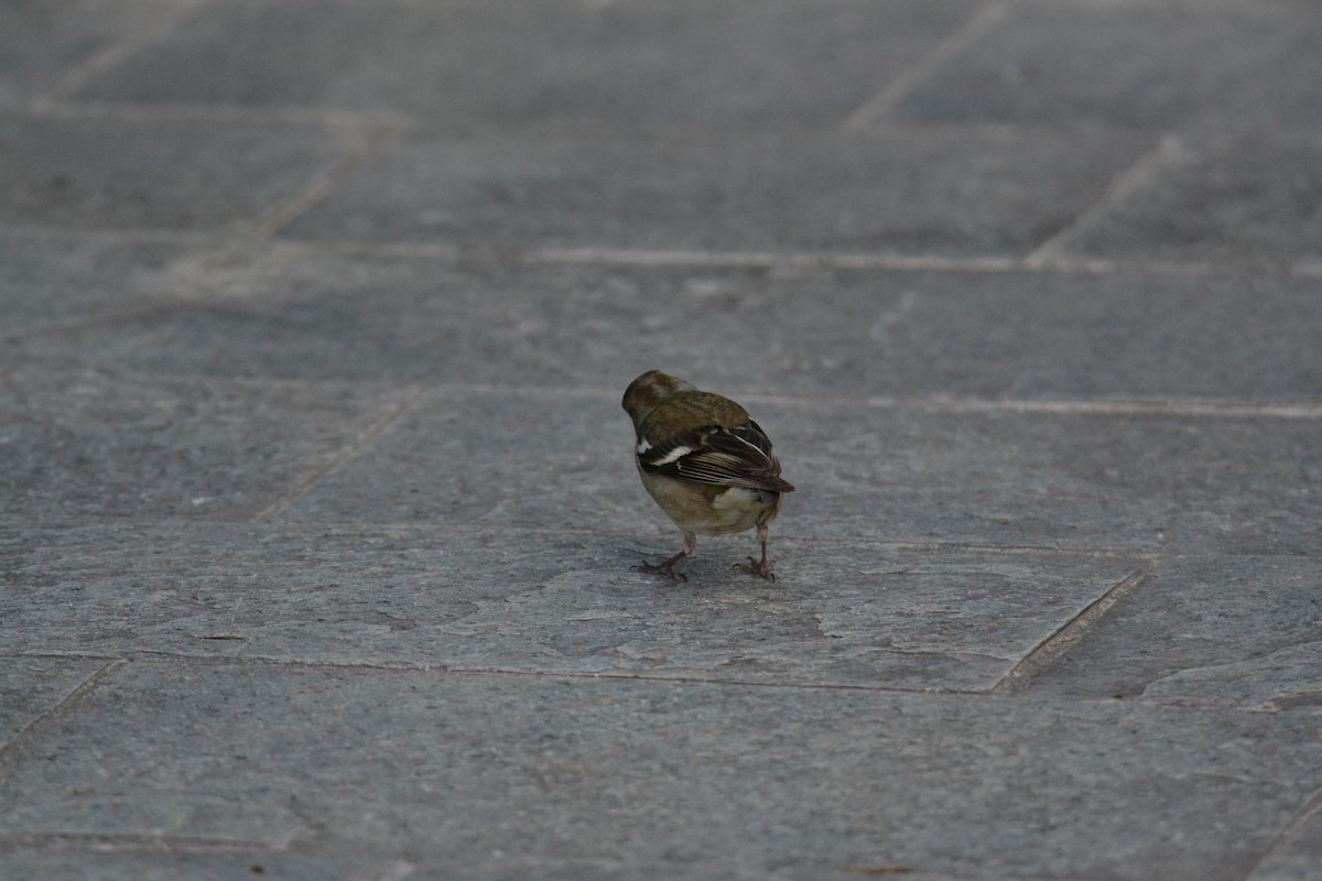 Зяблик звичайний - ML644308579