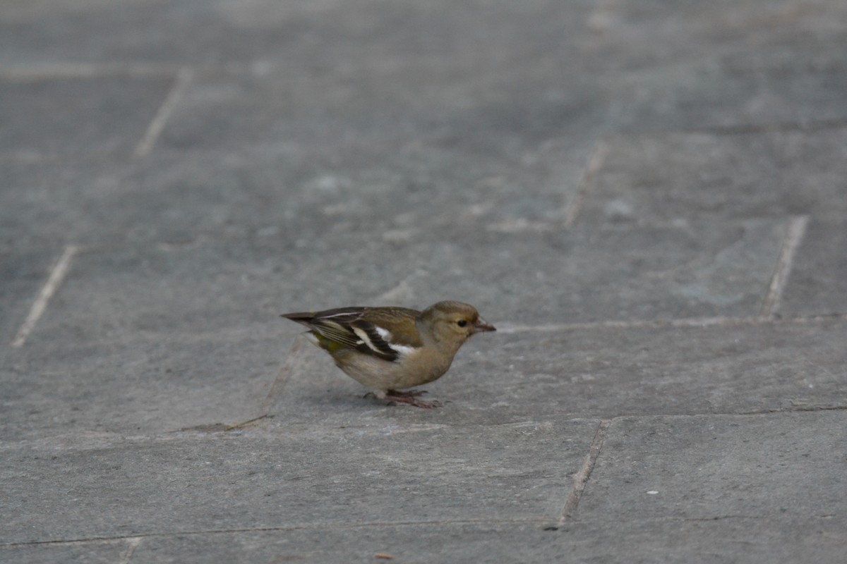 Зяблик звичайний - ML644308580