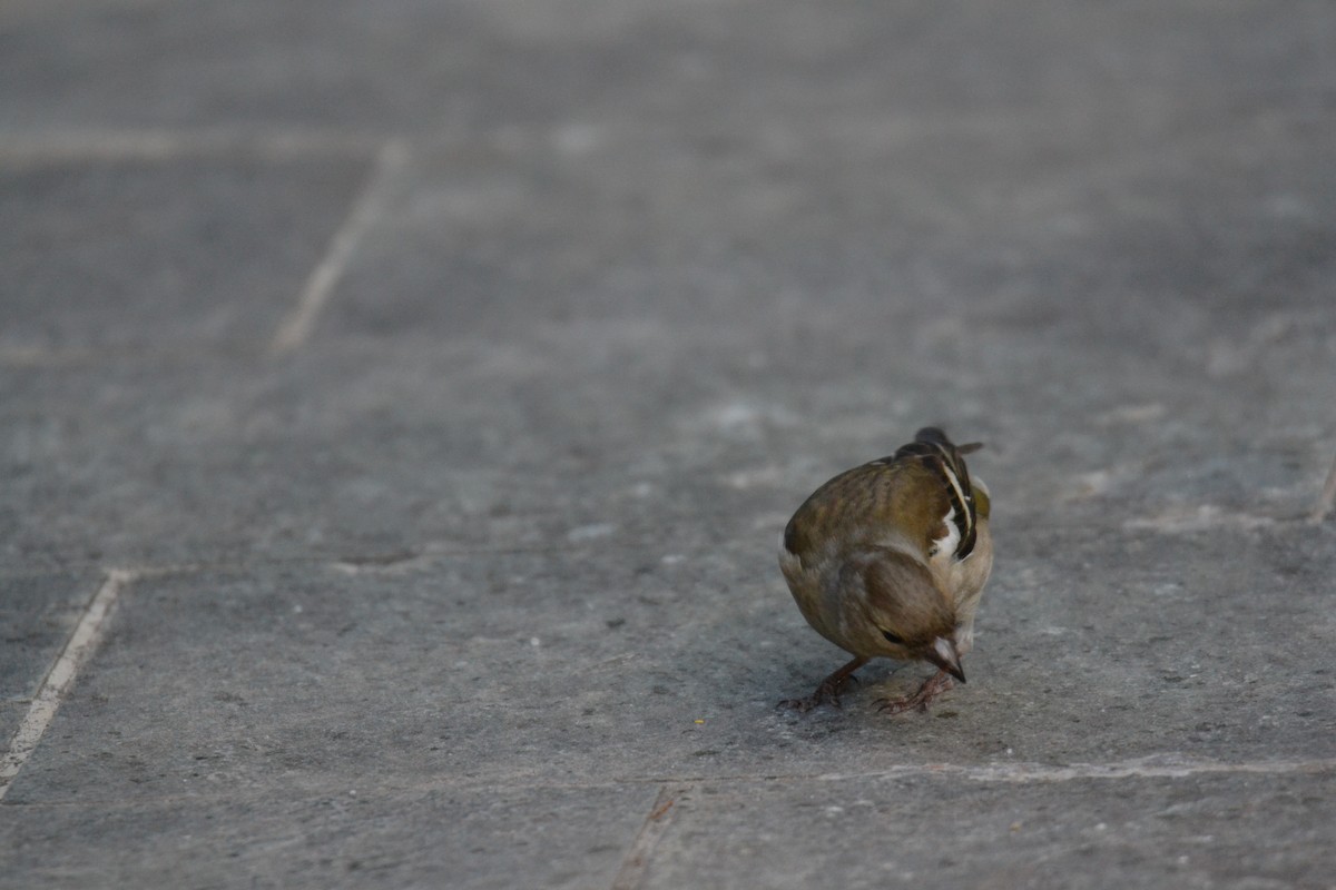 Зяблик звичайний - ML644308581