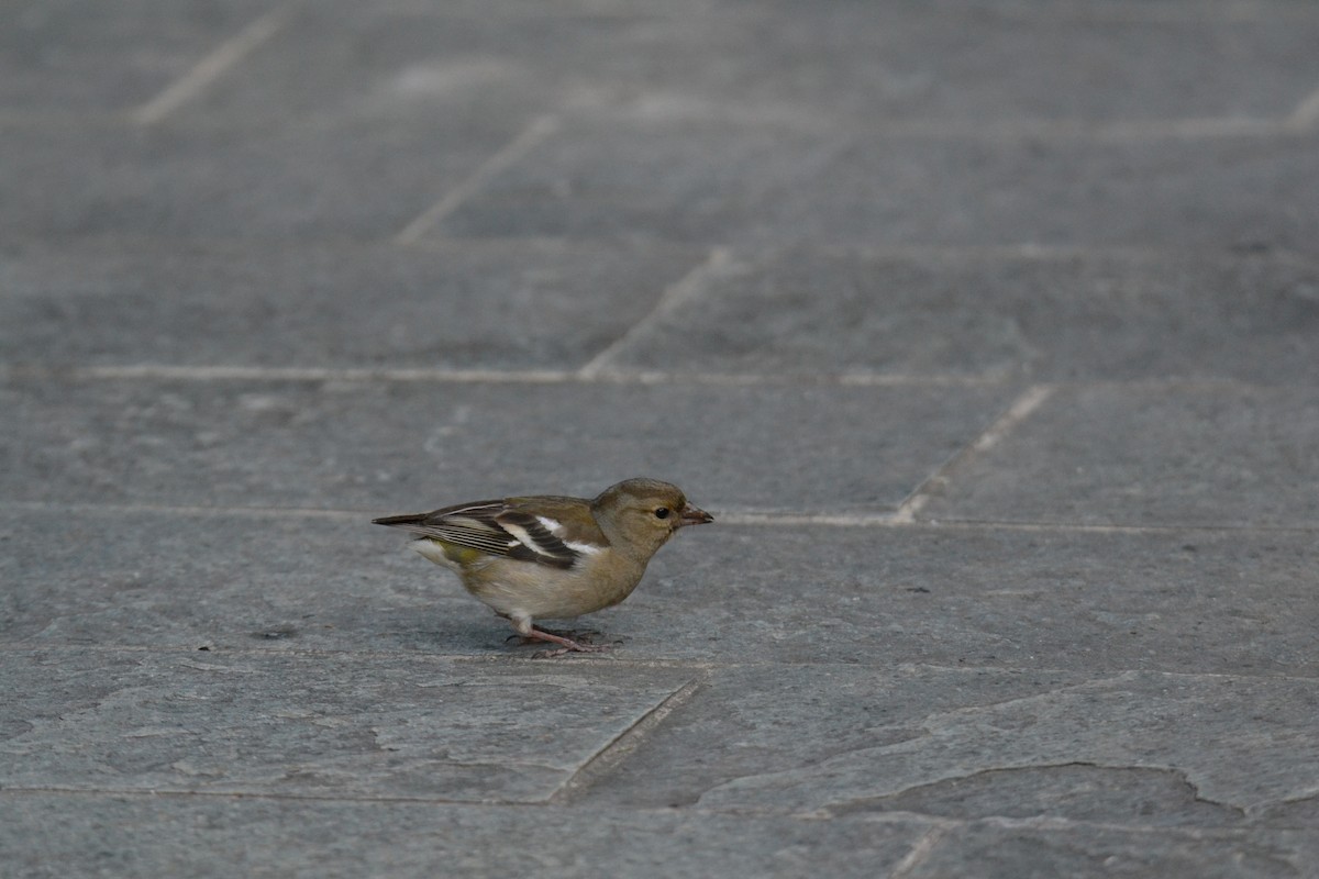 Зяблик звичайний - ML644308582