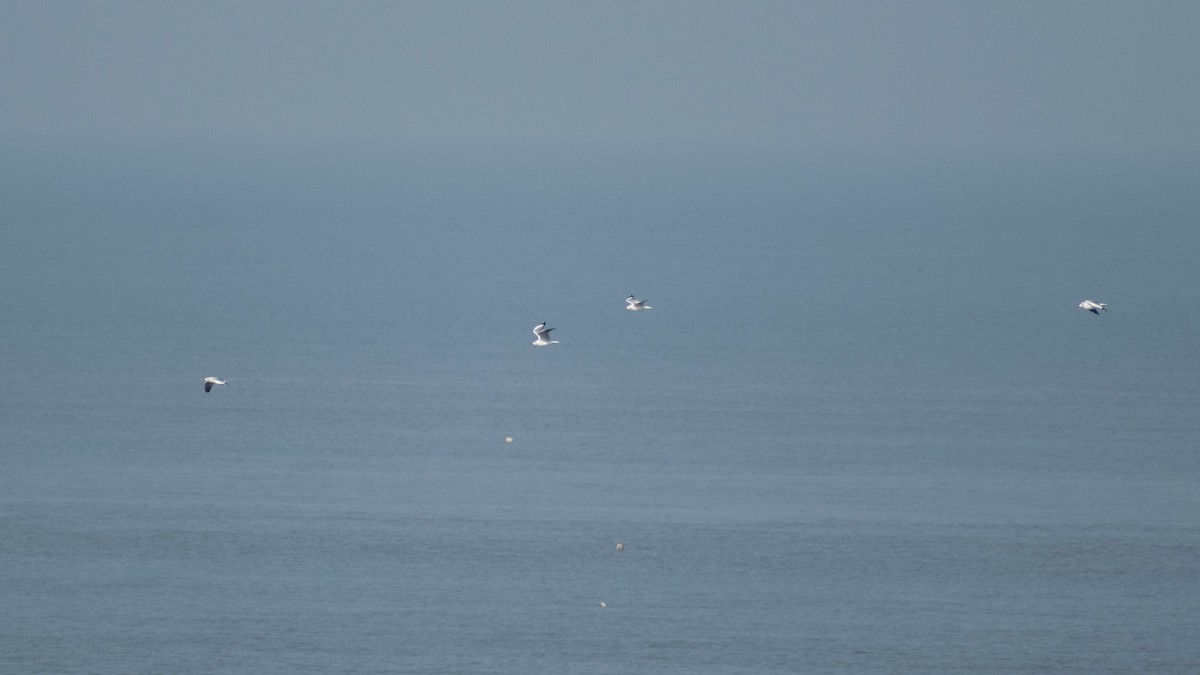 Бор толгойт цахлай - ML644308586