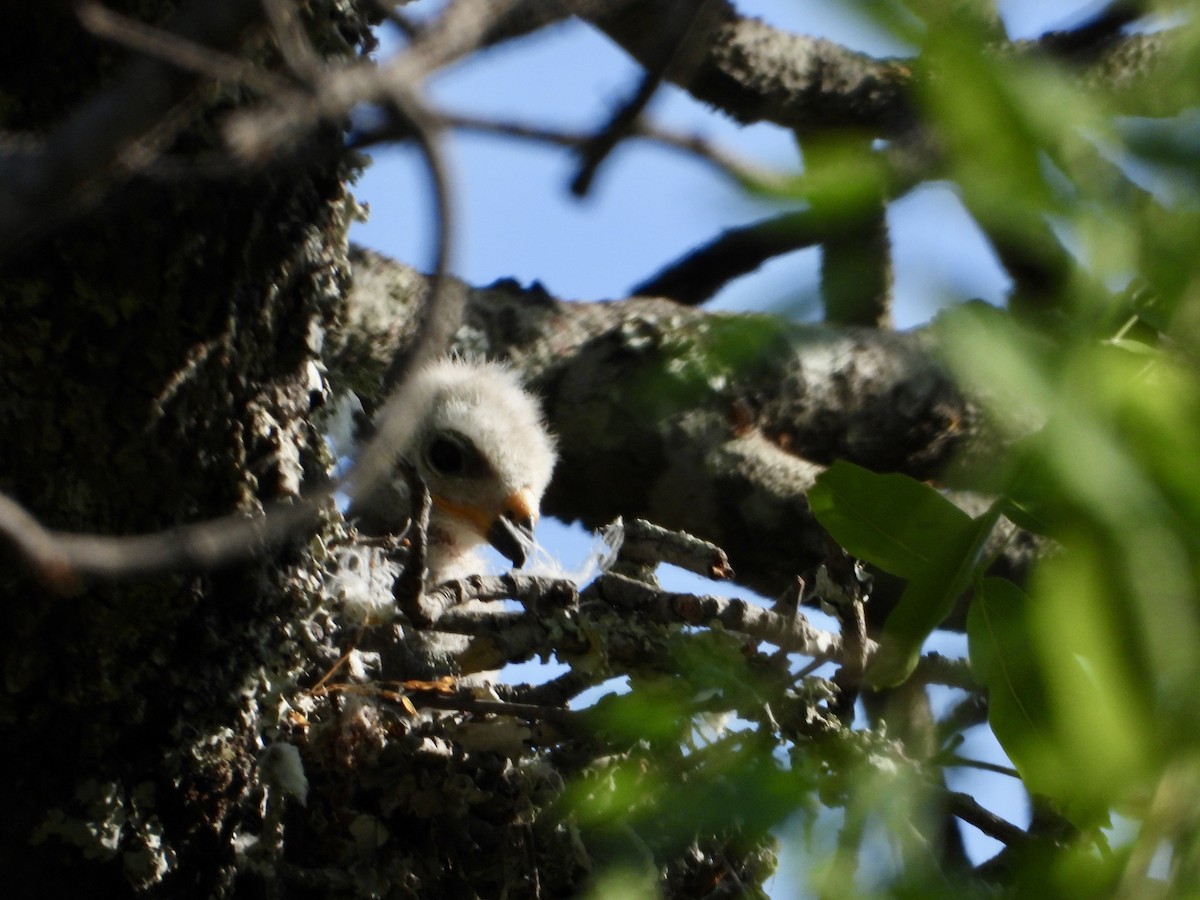 Lizard Buzzard - ML644308598