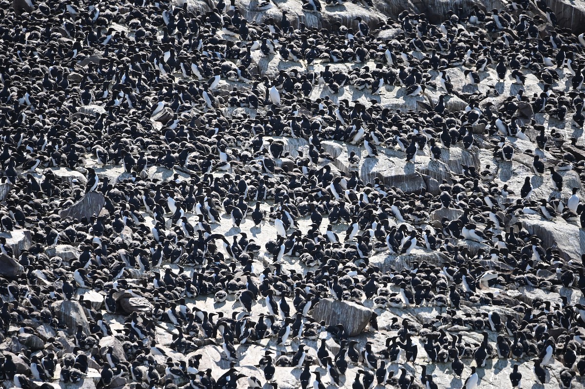 Common Murre - ML644308613