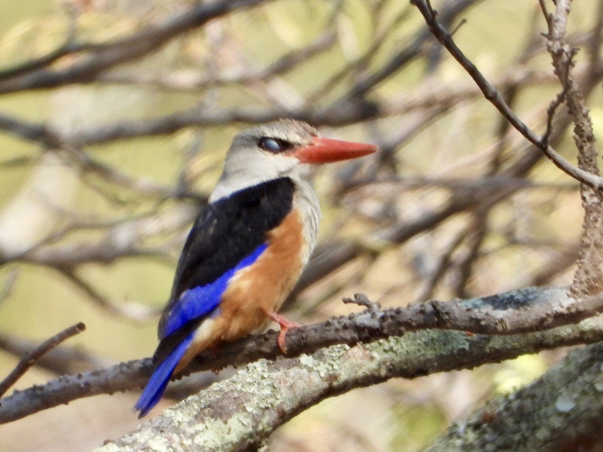 gråhodeisfugl - ML644308616