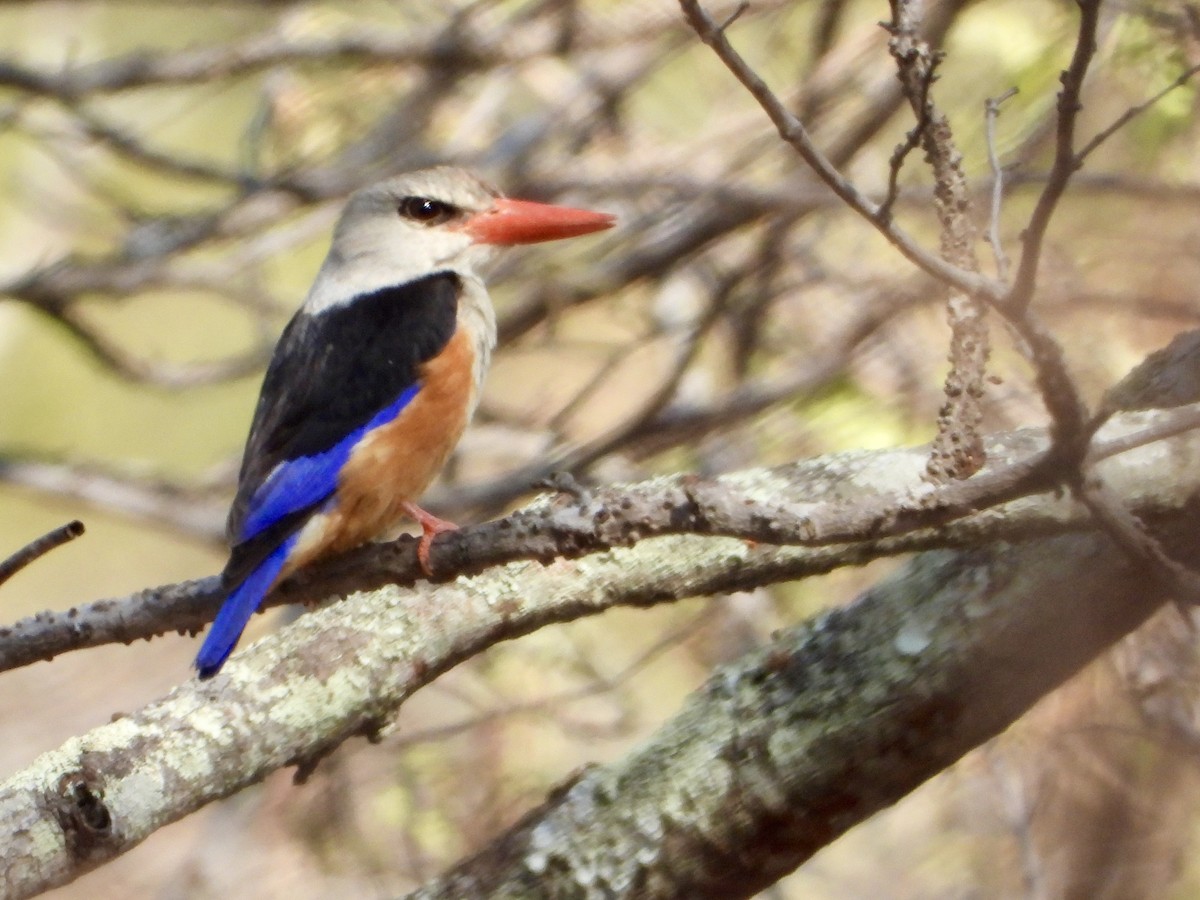 gråhodeisfugl - ML644308617