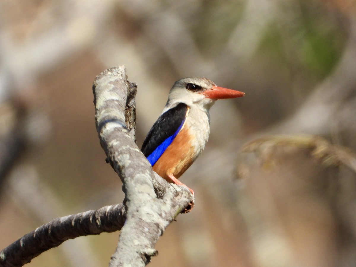 gråhodeisfugl - ML644308618