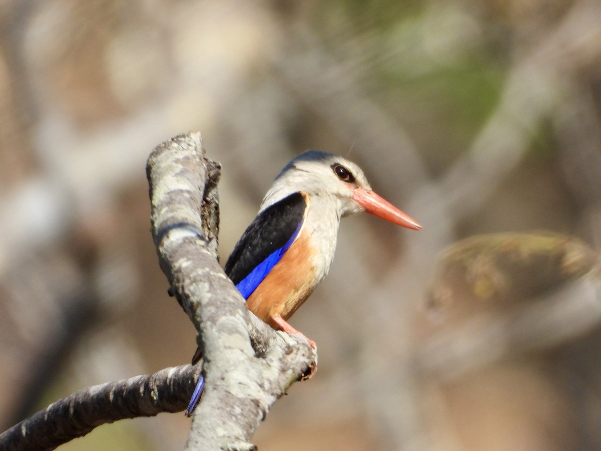 gråhodeisfugl - ML644308619