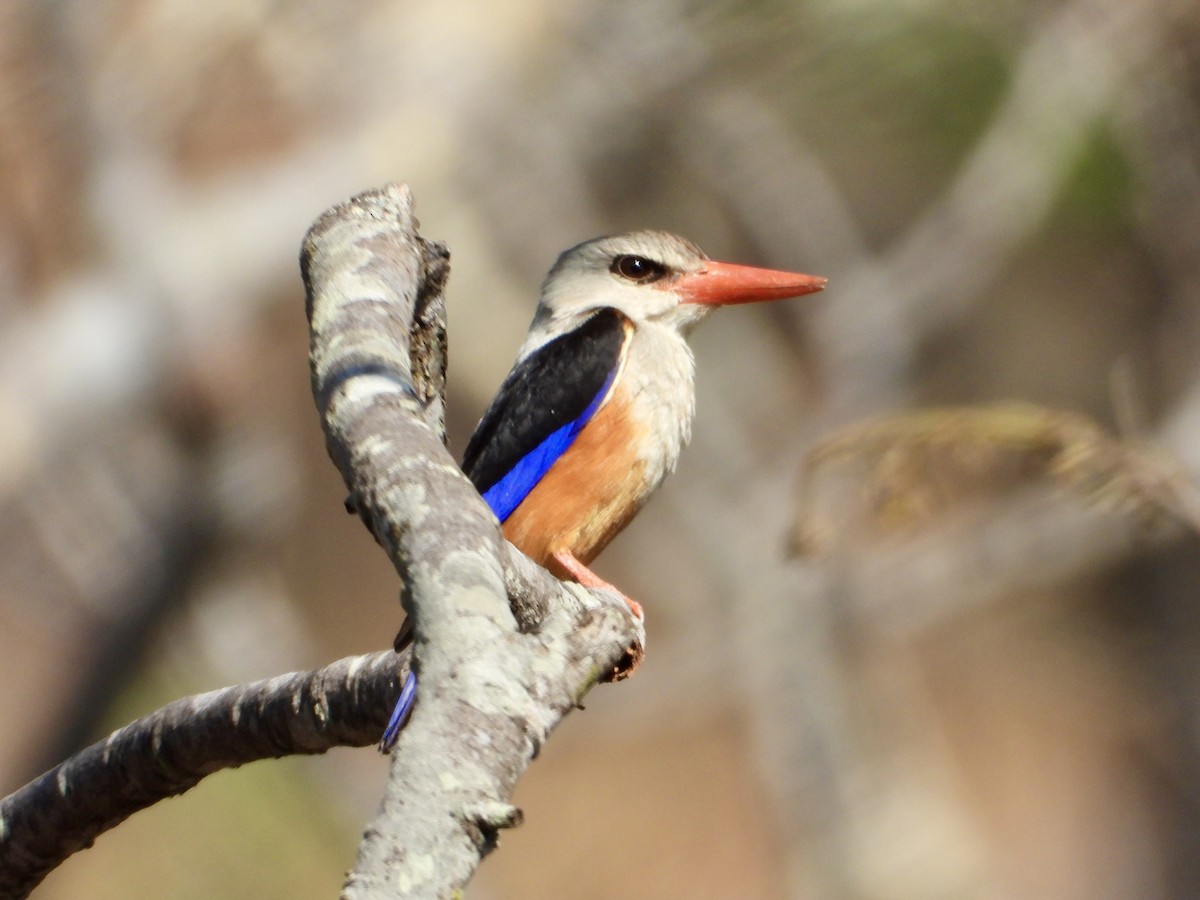 gråhodeisfugl - ML644308620