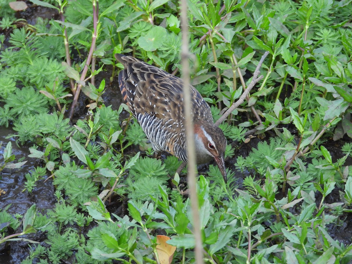 Filipin Sukılavuzu - ML644308632