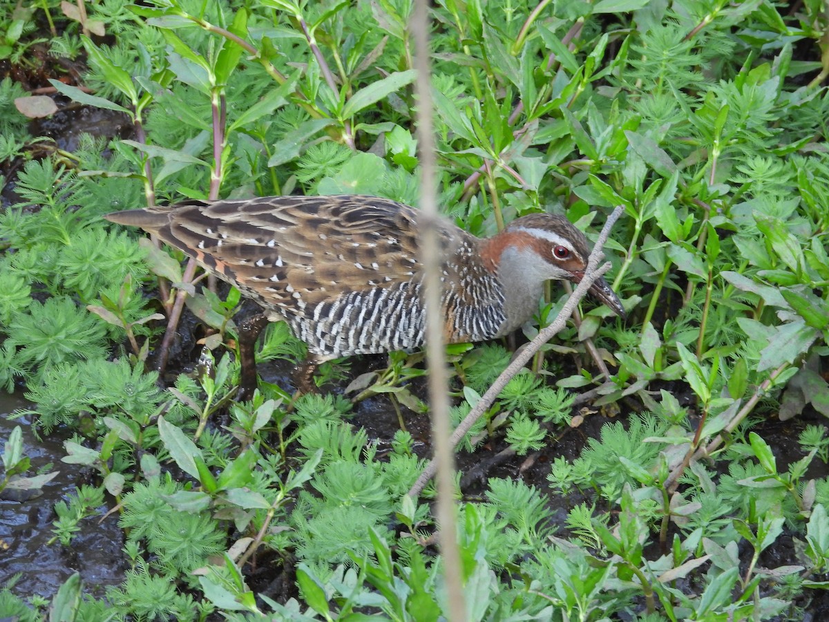 Filipin Sukılavuzu - ML644308633