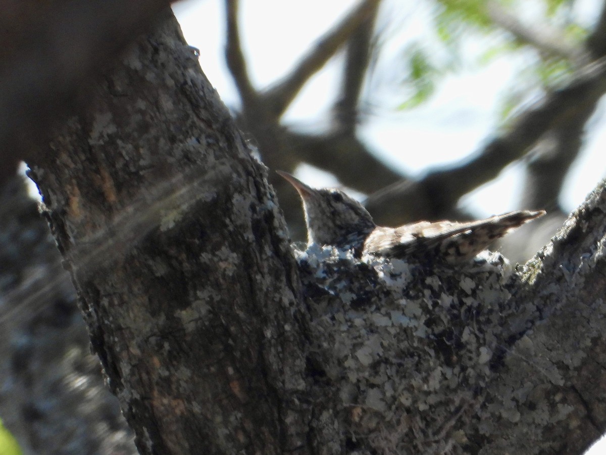 African Spotted Creeper - ML644308683