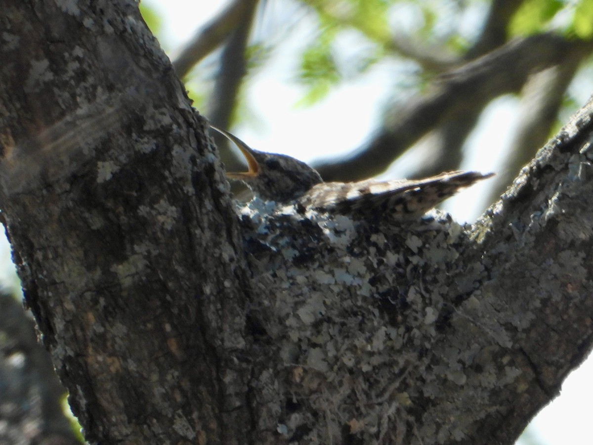 African Spotted Creeper - ML644308684