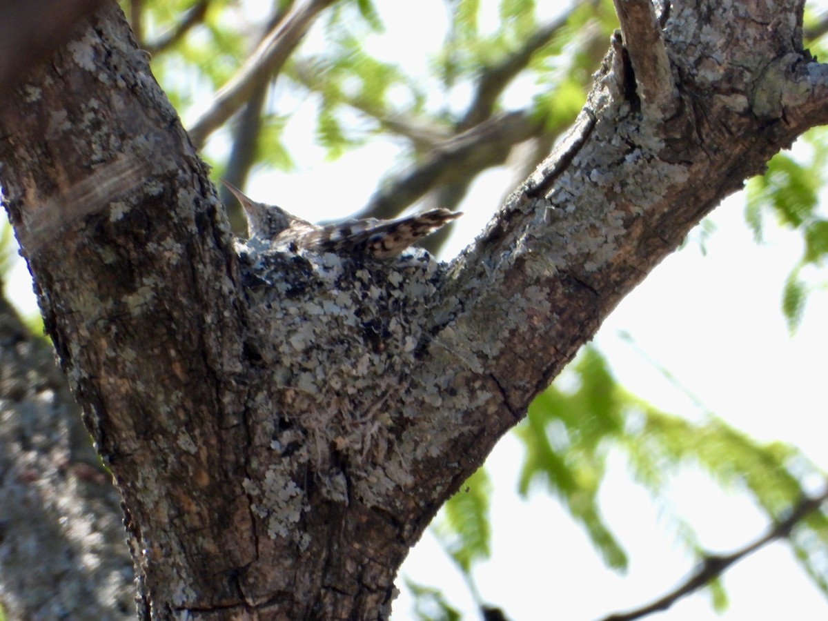 African Spotted Creeper - ML644308685