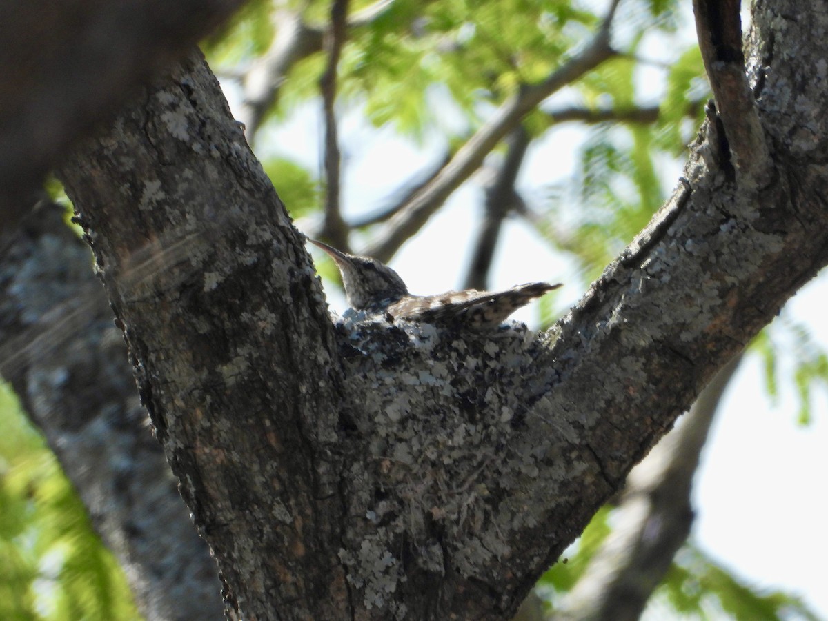 African Spotted Creeper - ML644308686
