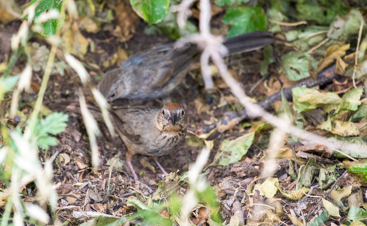 Canyon Towhee - ML644308700