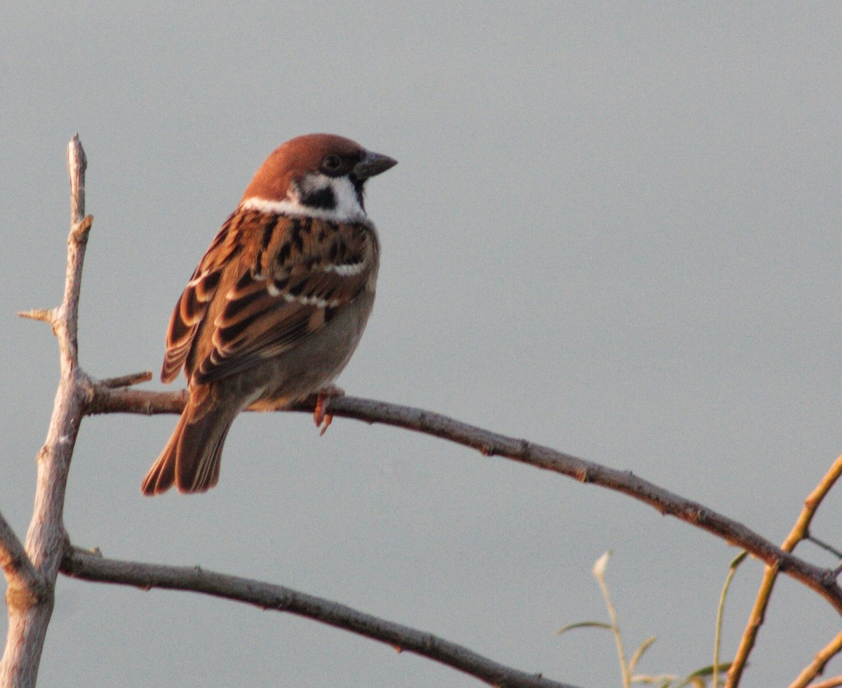 Ağaç Serçesi - ML644308701