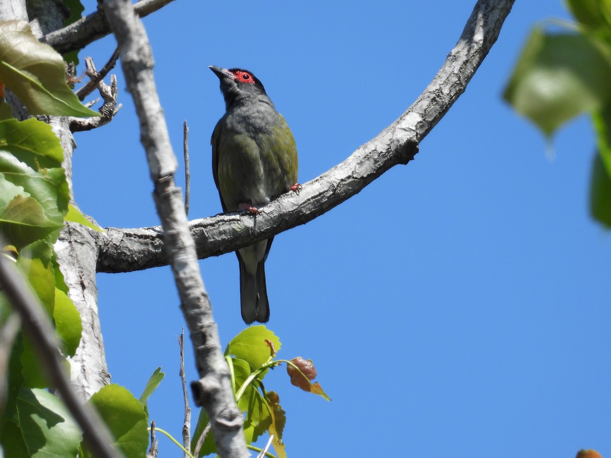 Australasian Figbird - ML644308709